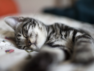 Little Striped Grey Kitten Sleeping wallpaper 320x240