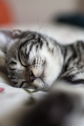 Fondo de pantalla Little Striped Grey Kitten Sleeping 320x480