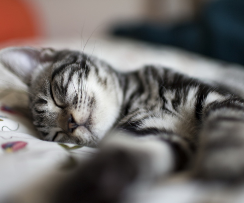 Обои Little Striped Grey Kitten Sleeping 480x400