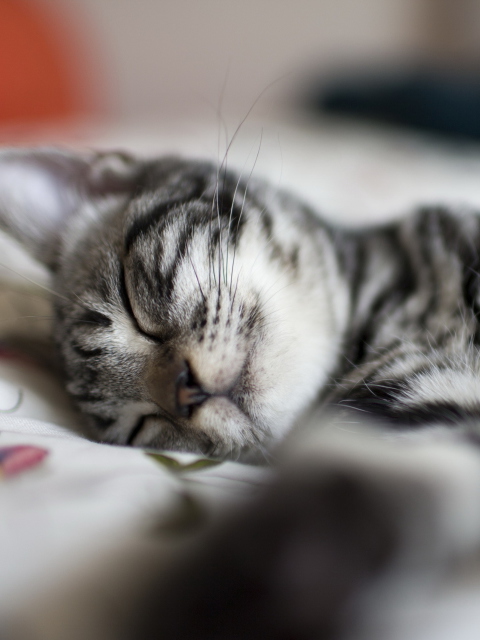 Обои Little Striped Grey Kitten Sleeping 480x640