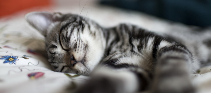 Das Little Striped Grey Kitten Sleeping Wallpaper 720x320