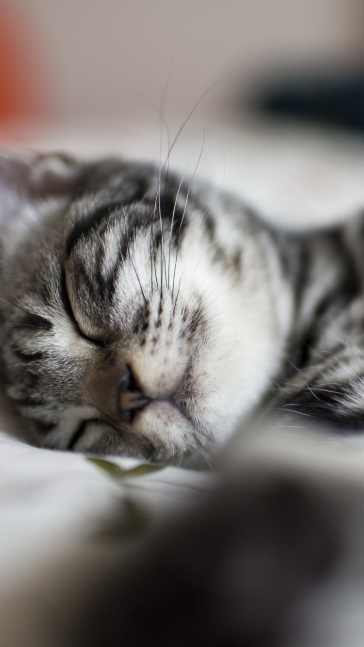 Sfondi Little Striped Grey Kitten Sleeping 750x1334