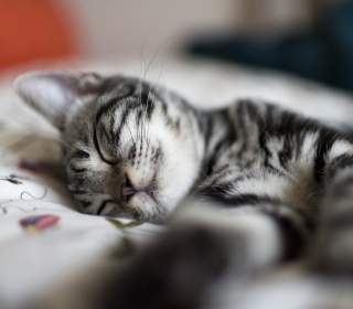 Little Striped Grey Kitten Sleeping sfondi gratuiti per 128x128