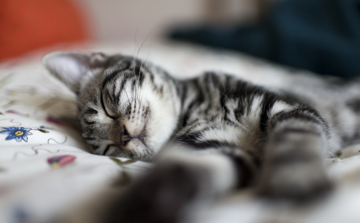 Fondo de pantalla Little Striped Grey Kitten Sleeping