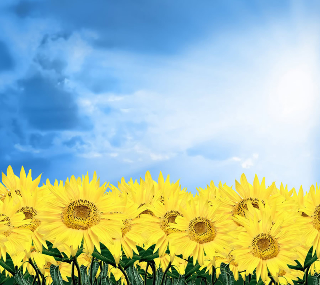 Sunflowers wallpaper 1080x960
