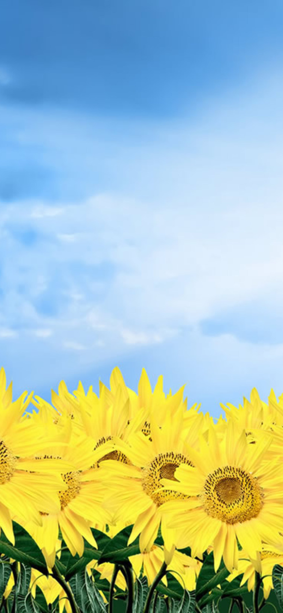 Screenshot №1 pro téma Sunflowers 1170x2532