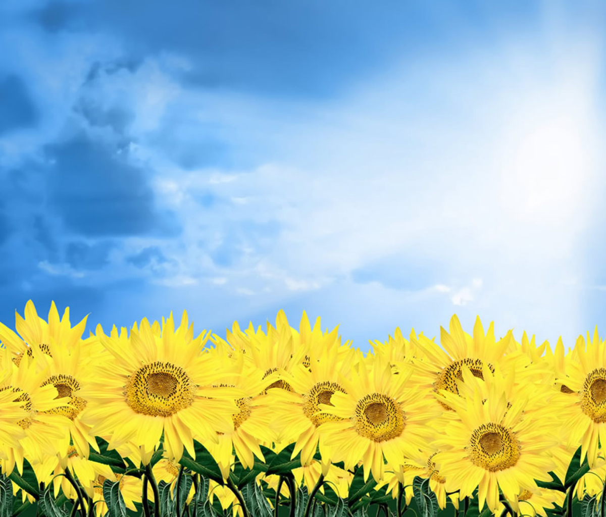 Sunflowers screenshot #1 1200x1024