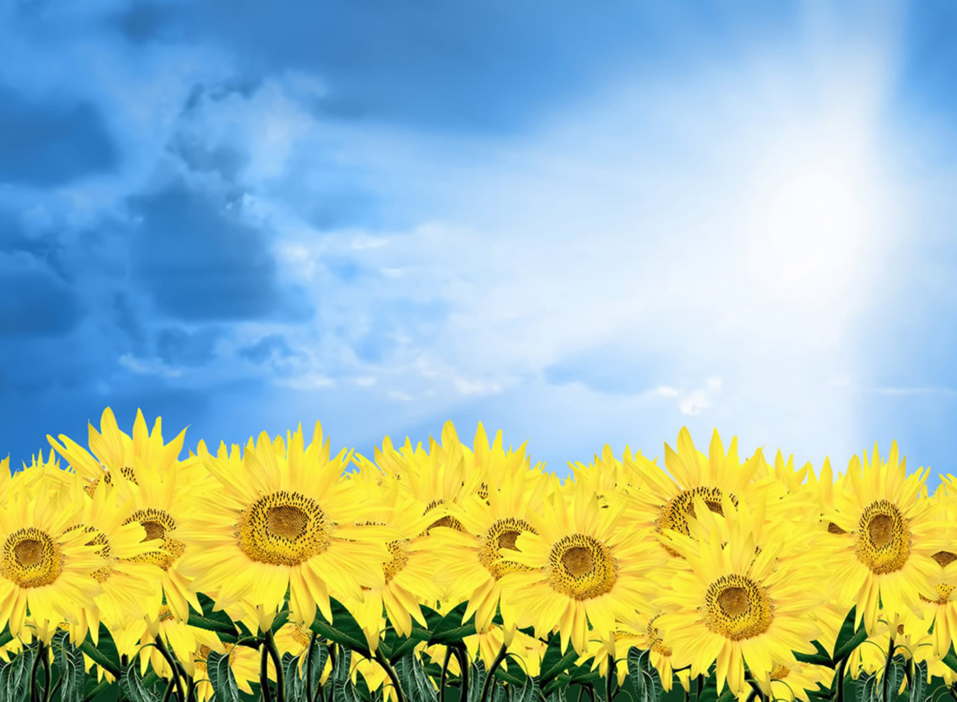 Fondo de pantalla Sunflowers 1920x1408