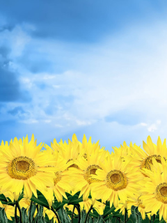 Fondo de pantalla Sunflowers 240x320