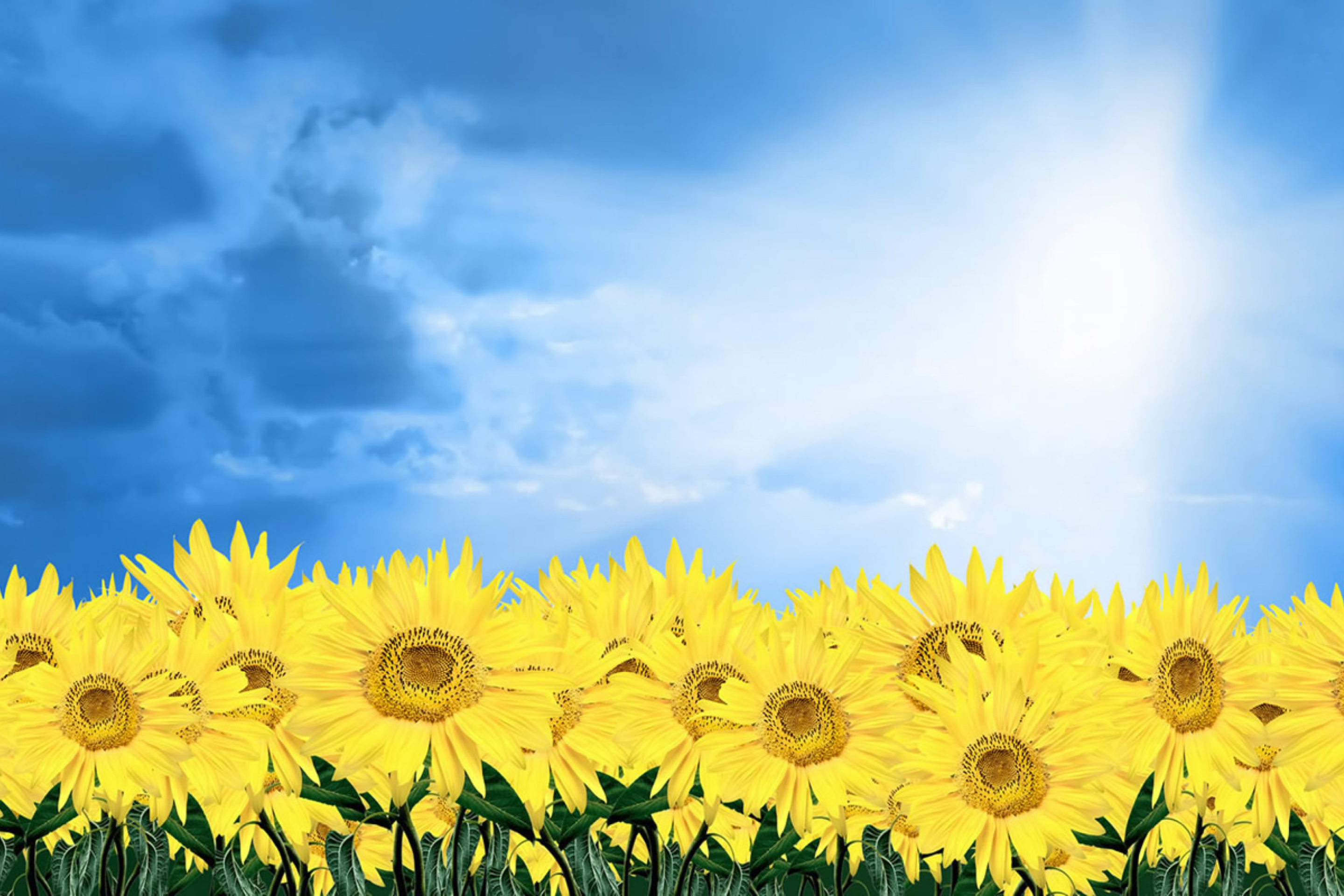 Fondo de pantalla Sunflowers 2880x1920
