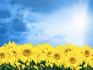 Fondo de pantalla Sunflowers 320x240