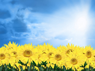 Обои Sunflowers 320x240