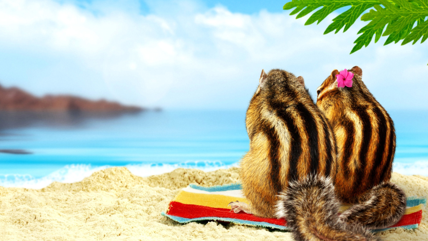 Обои Chipmunks on beach 1366x768