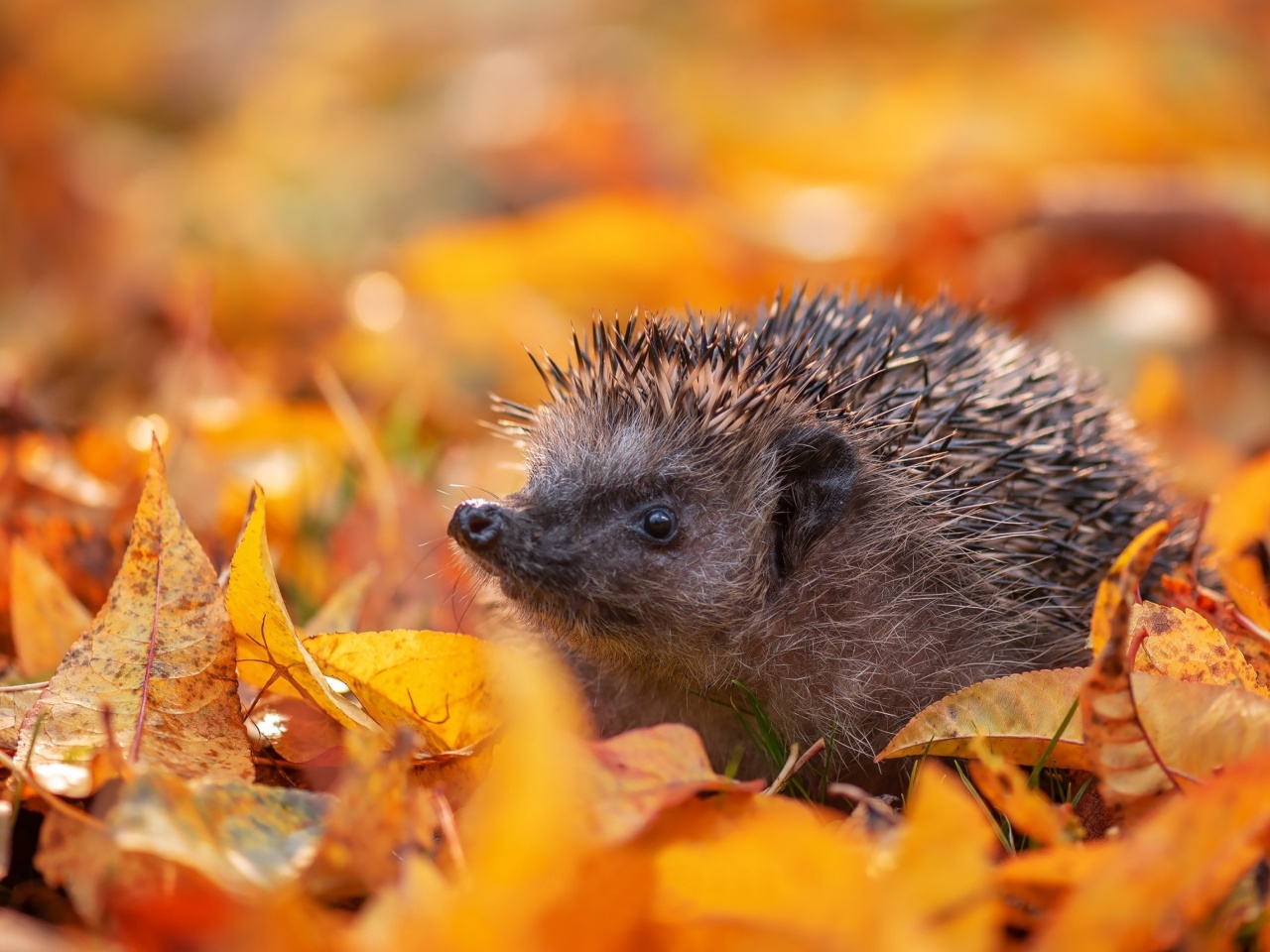 Hedgehog in yellow foliage wallpaper 1280x960