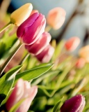 Fondo de pantalla Macro Spring Tulips 128x160