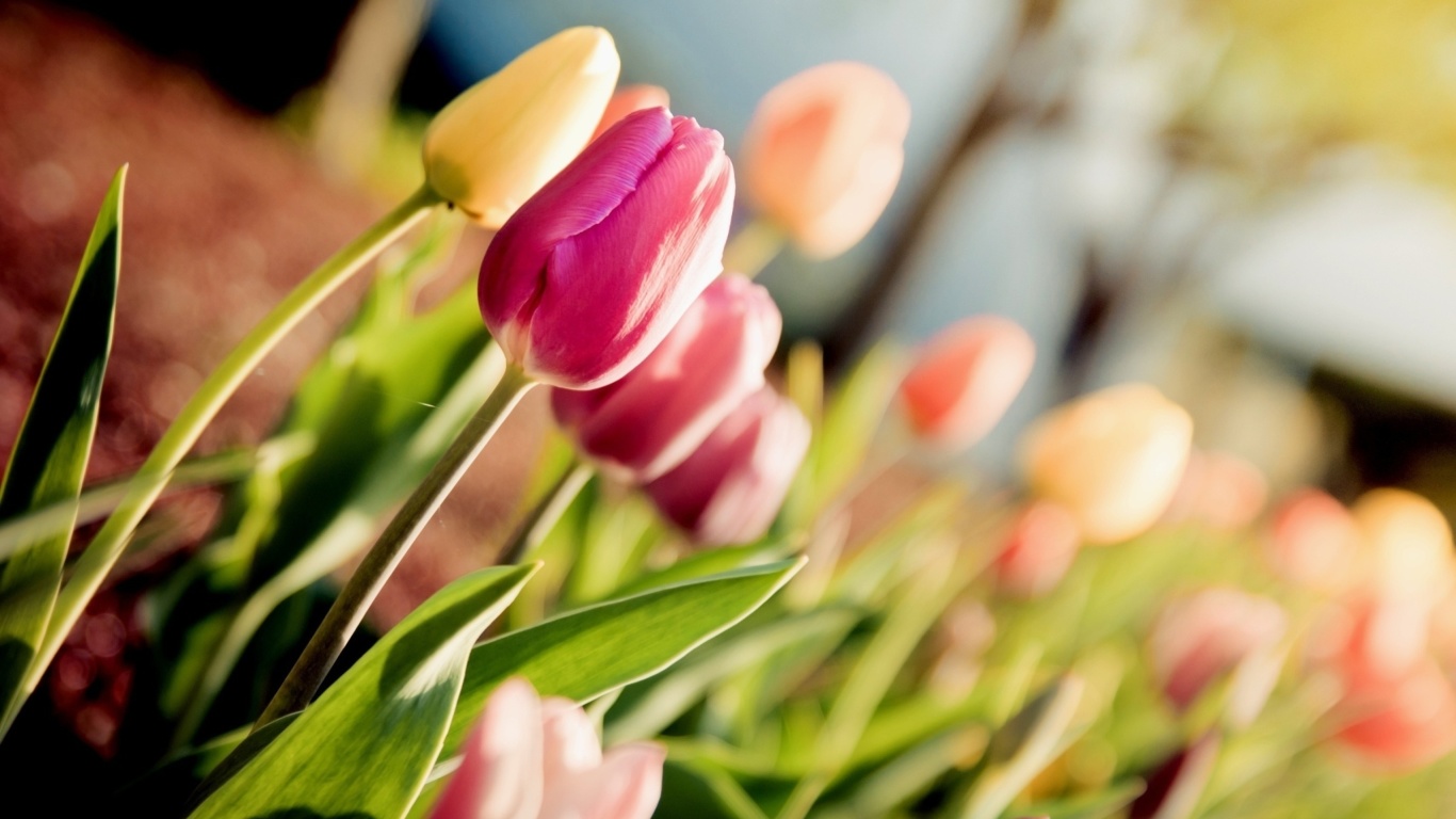 Fondo de pantalla Macro Spring Tulips 1366x768