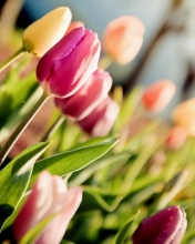 Macro Spring Tulips screenshot #1 176x220