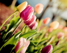 Fondo de pantalla Macro Spring Tulips 220x176