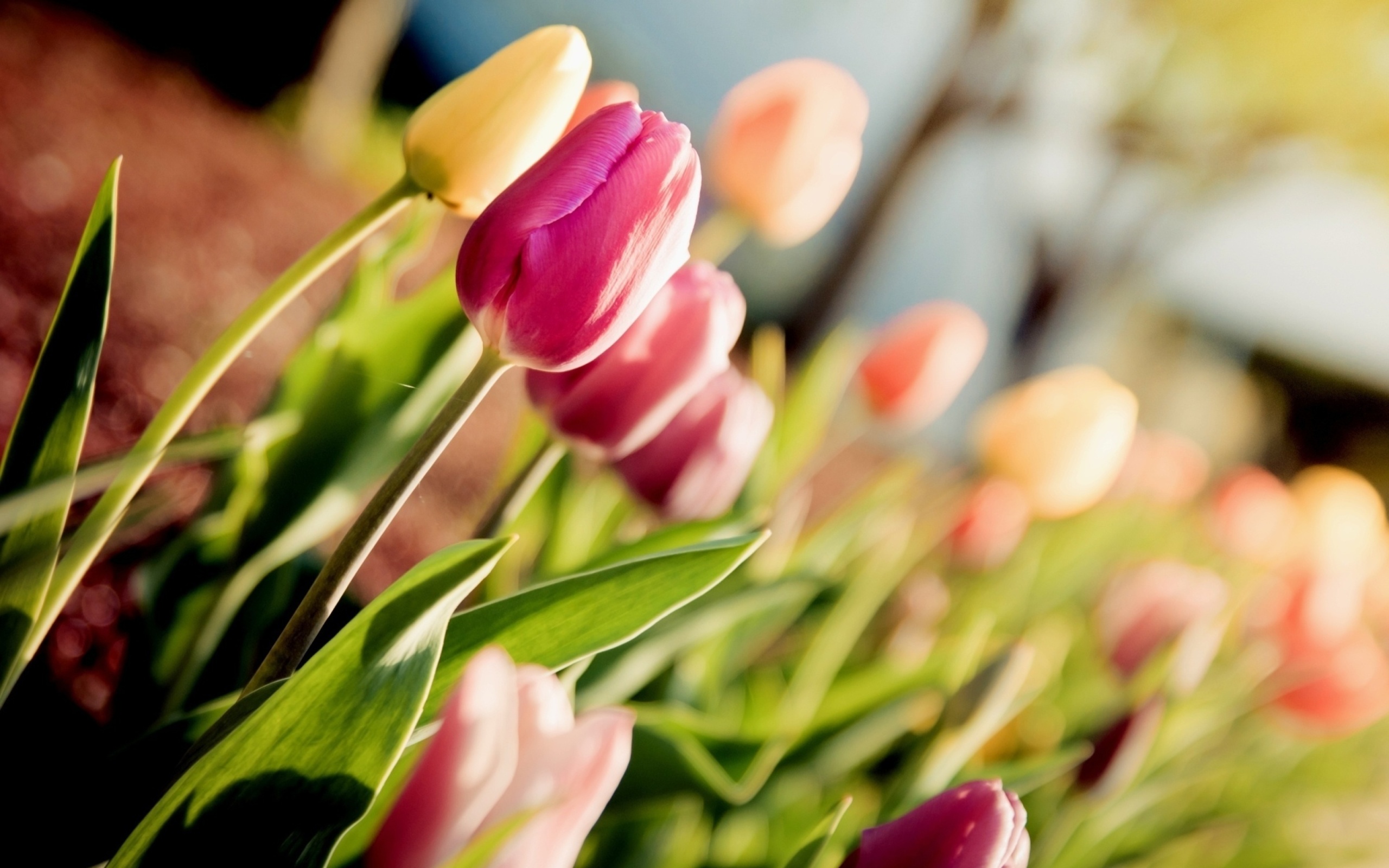 Screenshot №1 pro téma Macro Spring Tulips 2560x1600