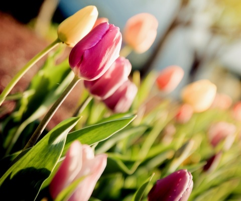 Fondo de pantalla Macro Spring Tulips 480x400
