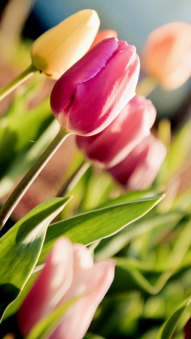Das Macro Spring Tulips Wallpaper 640x1136