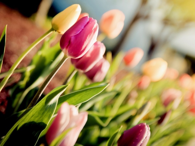 Sfondi Macro Spring Tulips 640x480