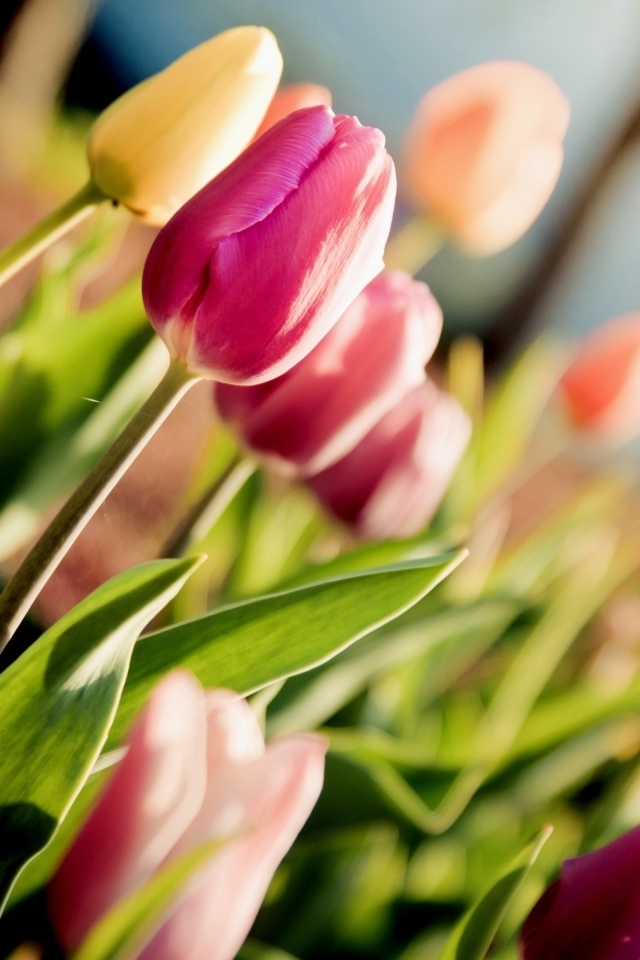 Fondo de pantalla Macro Spring Tulips 640x960