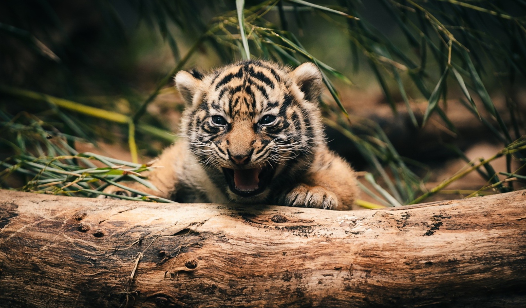 Baby Tiger wallpaper 1024x600