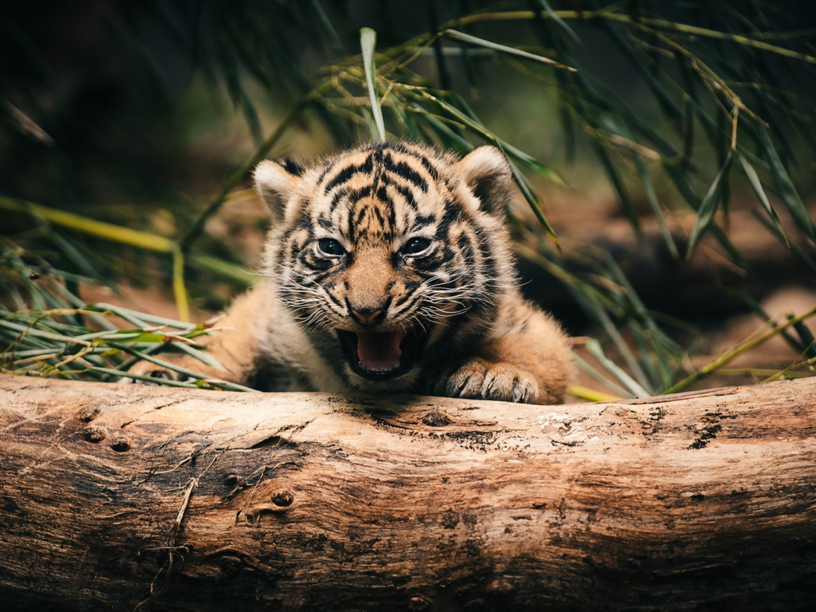 Sfondi Baby Tiger 1152x864