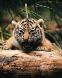 Fondo de pantalla Baby Tiger 128x160