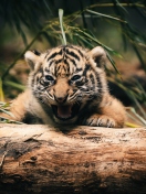 Baby Tiger wallpaper 132x176
