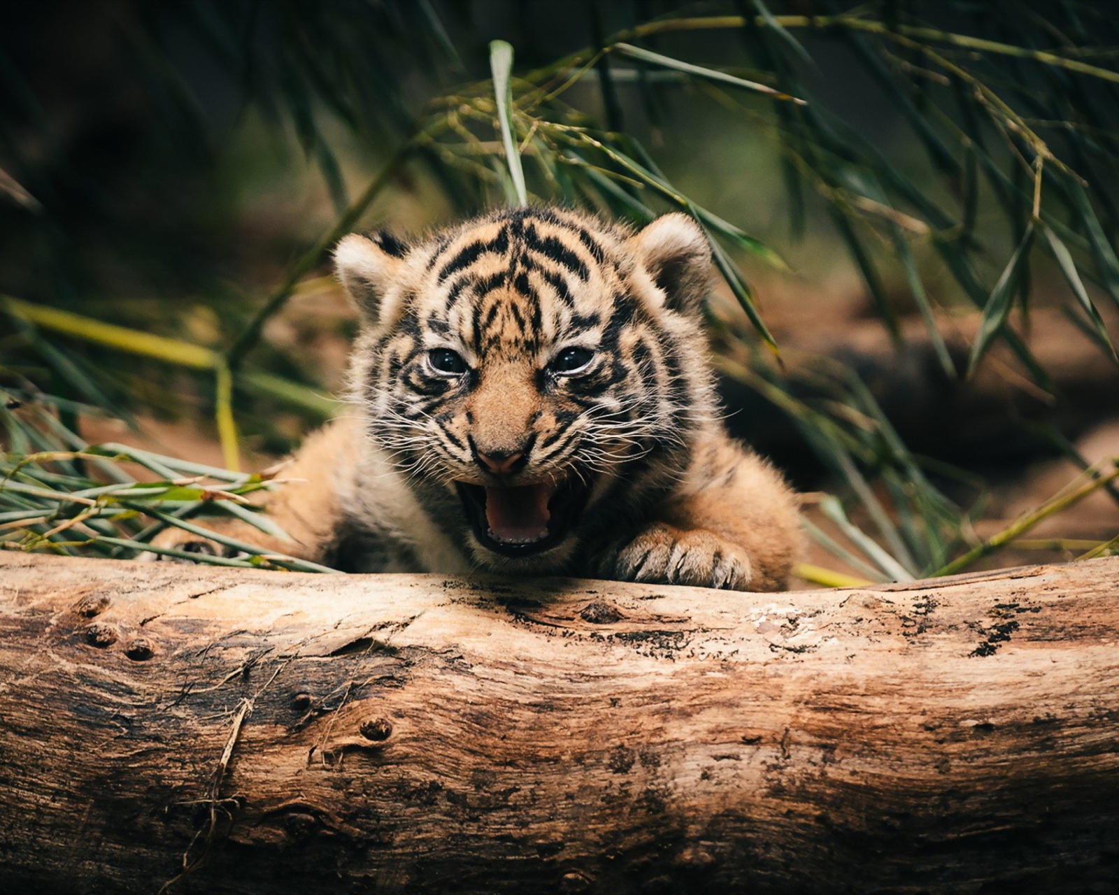Sfondi Baby Tiger 1600x1280