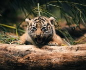 Fondo de pantalla Baby Tiger 176x144