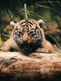 Fondo de pantalla Baby Tiger 240x320