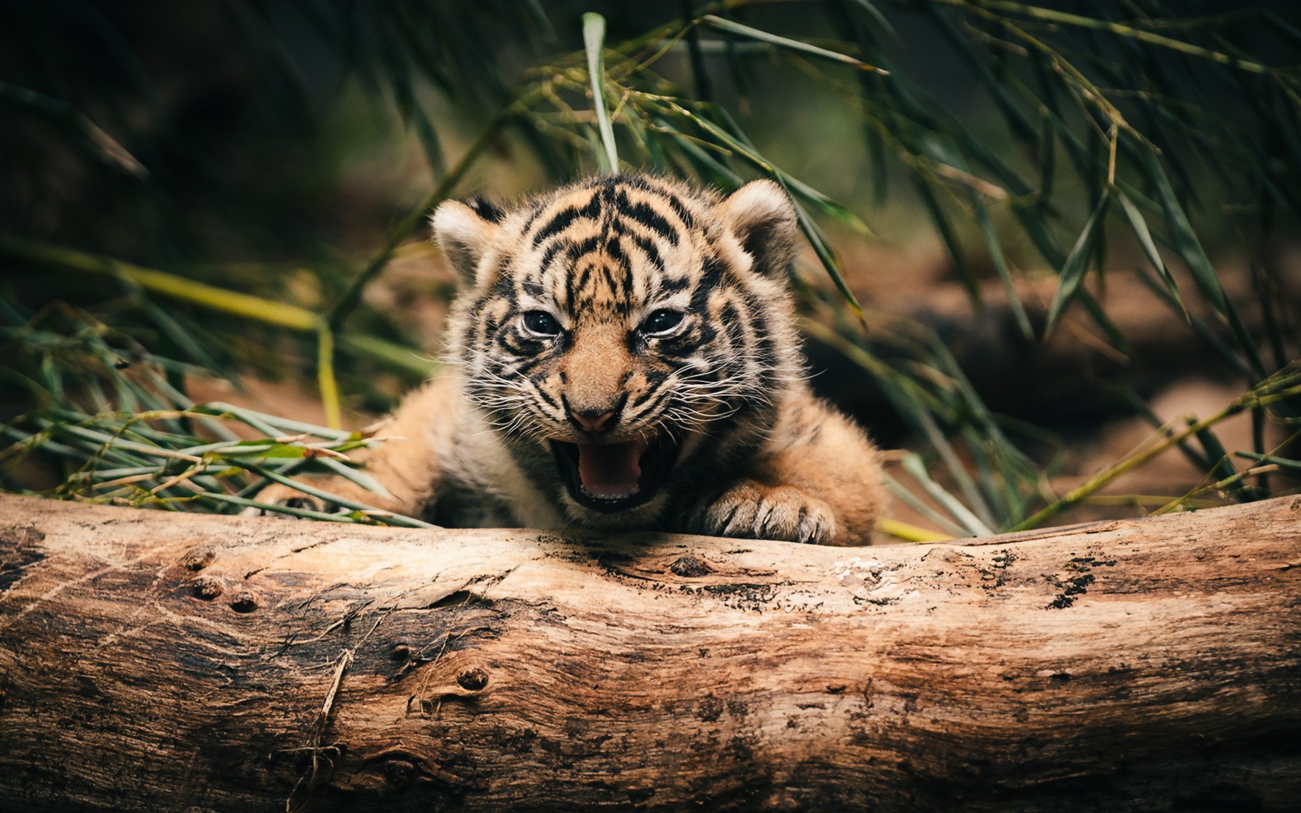Fondo de pantalla Baby Tiger 2560x1600