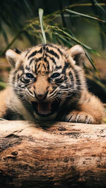 Das Baby Tiger Wallpaper 360x640