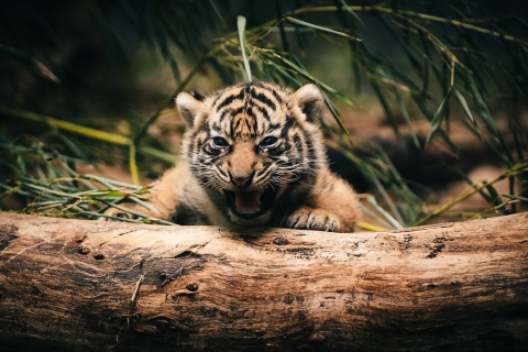 Das Baby Tiger Wallpaper 480x320