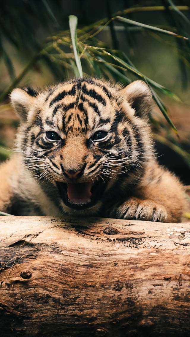 Baby Tiger wallpaper 640x1136