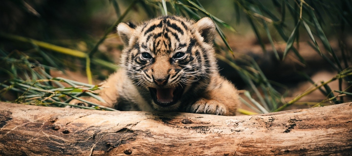Baby Tiger wallpaper 720x320