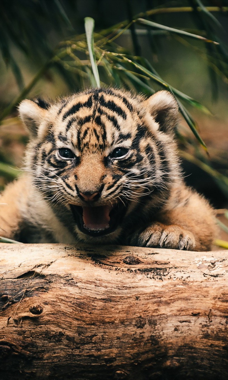 Das Baby Tiger Wallpaper 768x1280