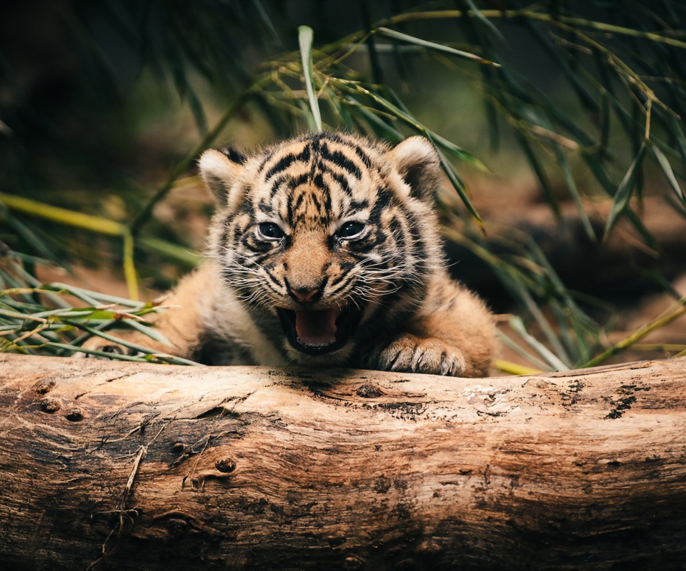 Sfondi Baby Tiger 960x800