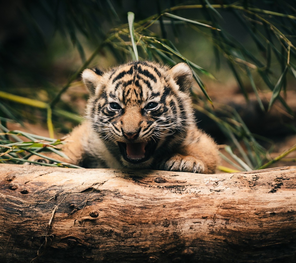 Sfondi Baby Tiger 960x854