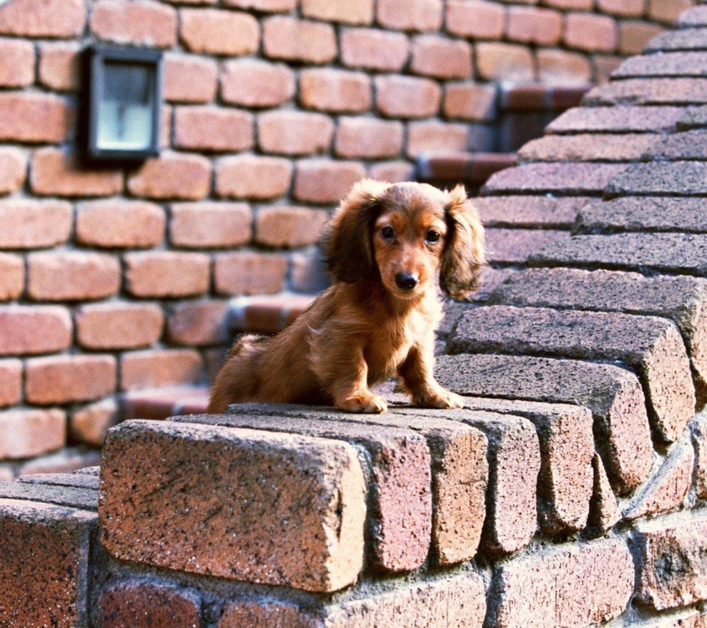 Spaniel Puppy screenshot #1 1440x1280