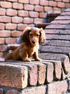 Обои Spaniel Puppy 240x320