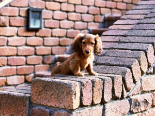 Spaniel Puppy screenshot #1 320x240
