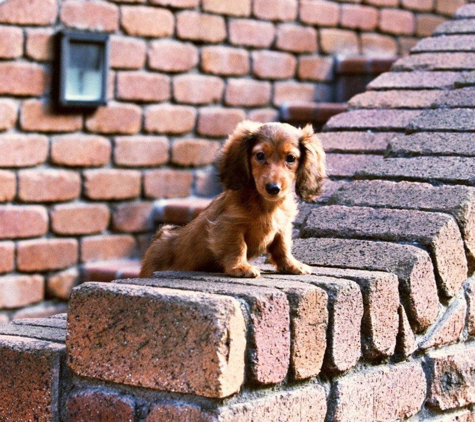 Das Spaniel Puppy Wallpaper 960x854