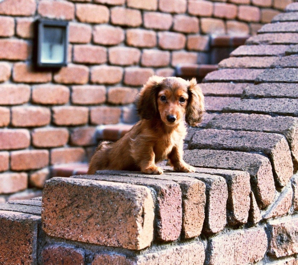 Обои Spaniel Puppy 960x854