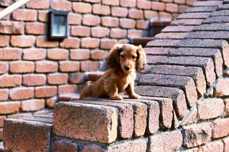 Fondo de pantalla Spaniel Puppy