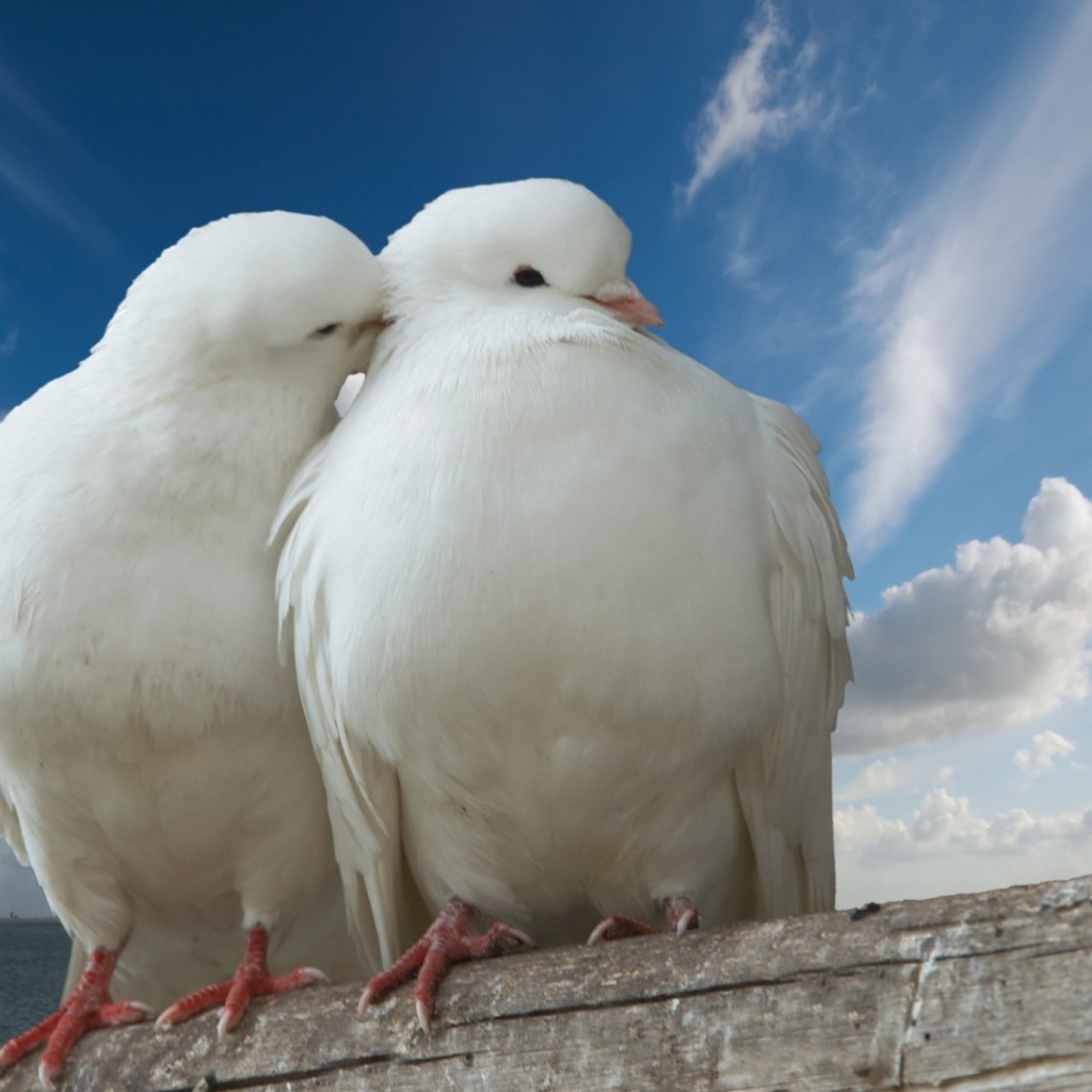 Das Two White Pigeons Wallpaper 1024x1024