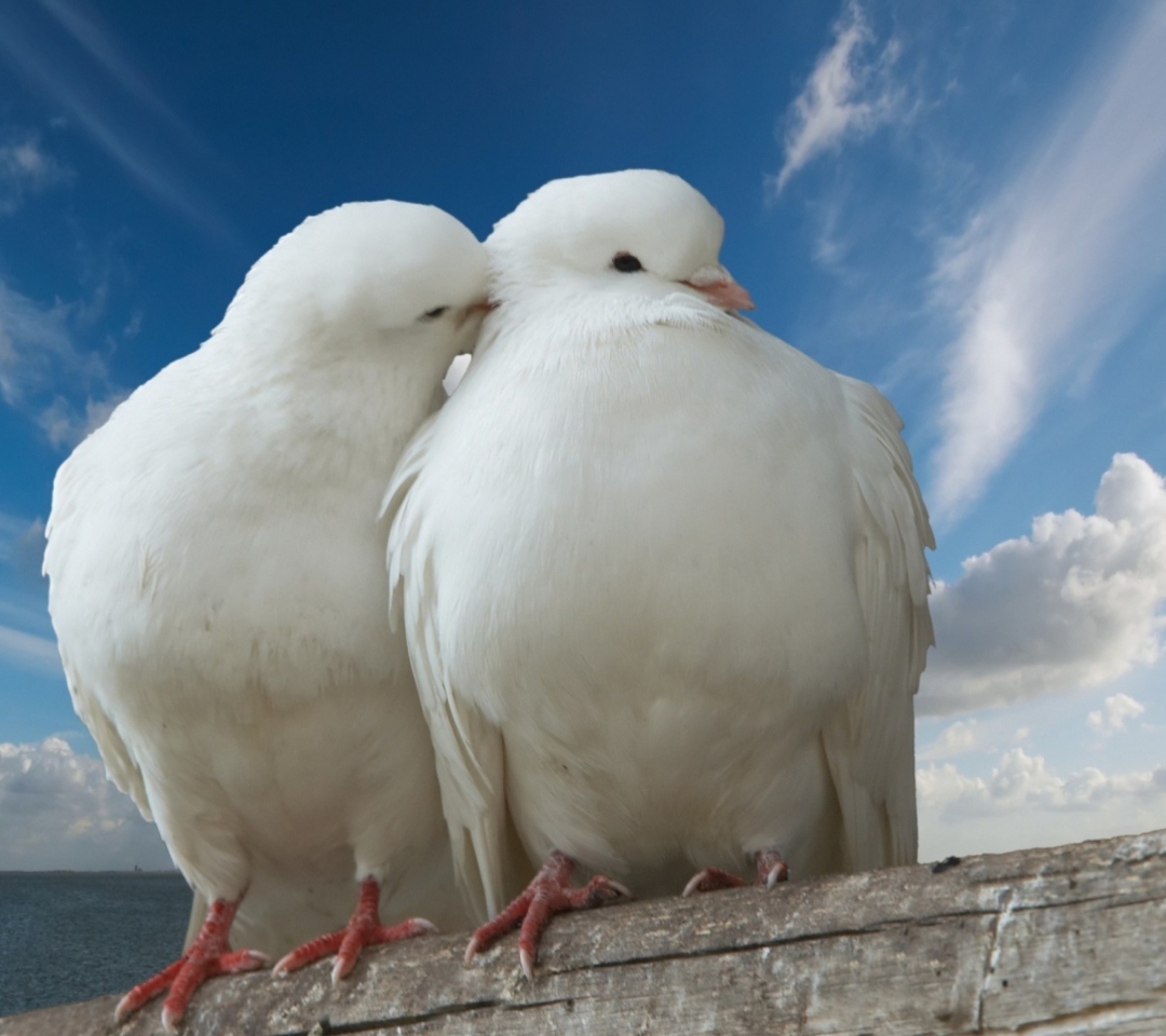 Обои Two White Pigeons 1080x960